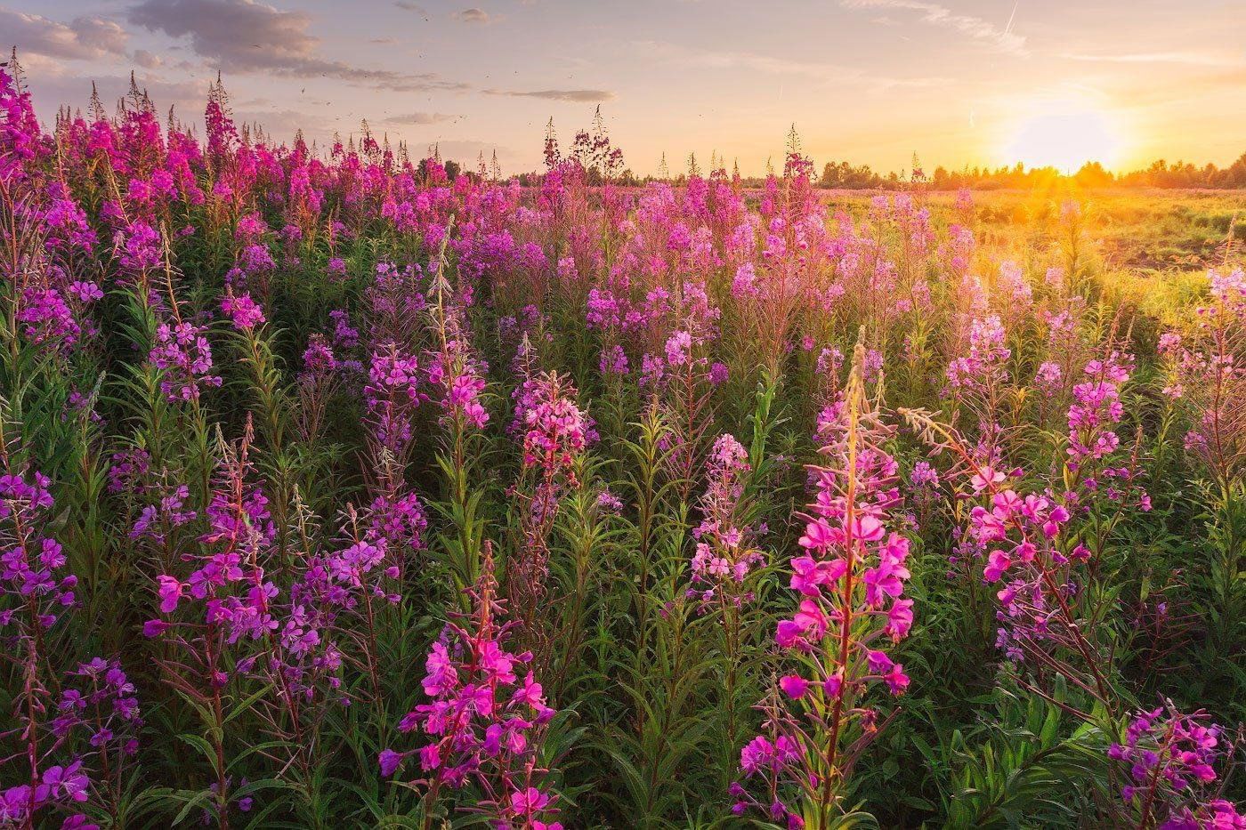 Кипрей и иван чай фото