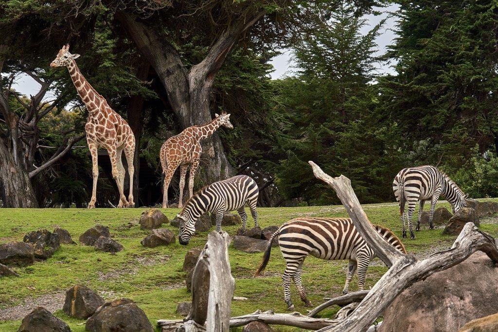 Что такое зоопарк. Зоологический парк. Зоологические парки. Зоопарк Zoo. Зоопарк мали.