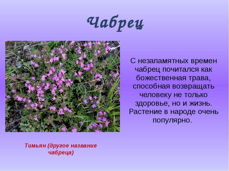 Чабрец фото растения и описание