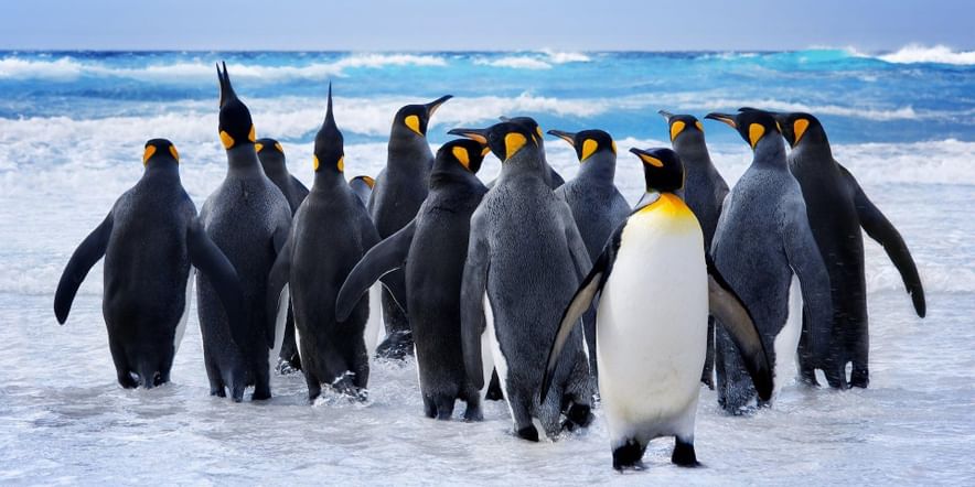 Основное изображение для события Мастер-класс «Веселые пингвины»