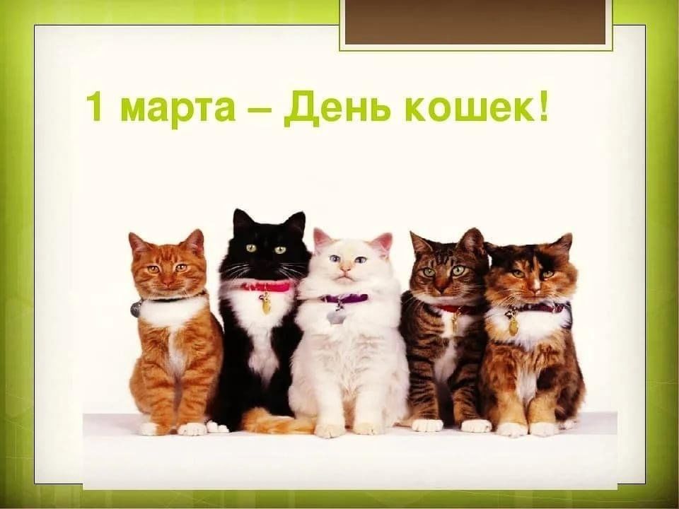 Всемирный день кошек 2023. День кошек в России.