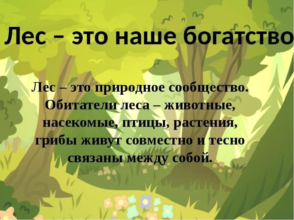 Лес наше богатство картинки для детей