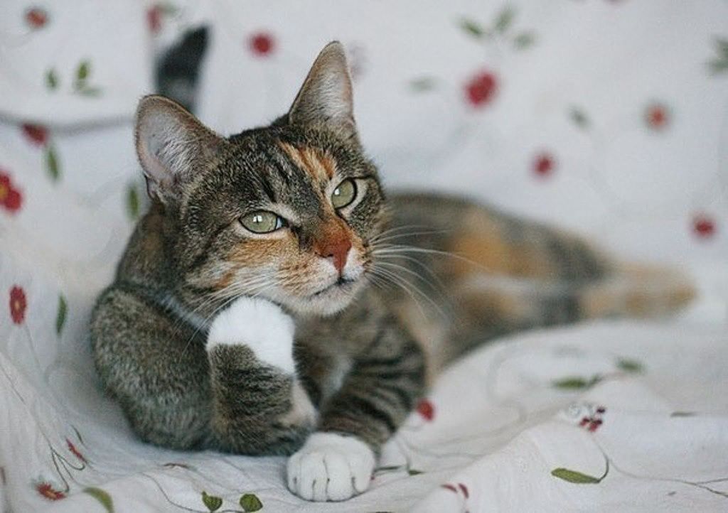 Мем с задумчивым котом