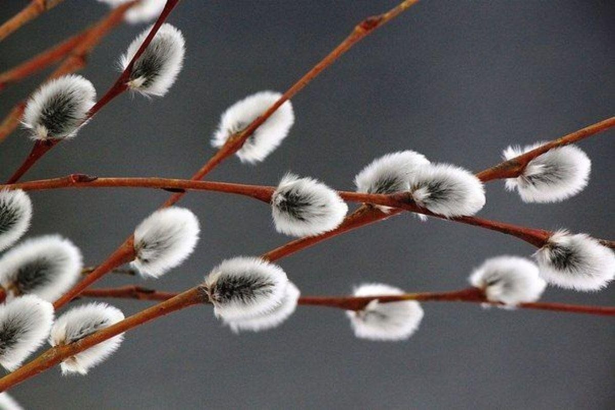 На четырех фотографиях ветка одного из самых. ,,Кумачовая,, Верба. Верба Вербочка. Верба на Вербное воскресенье. Веточка вербы.