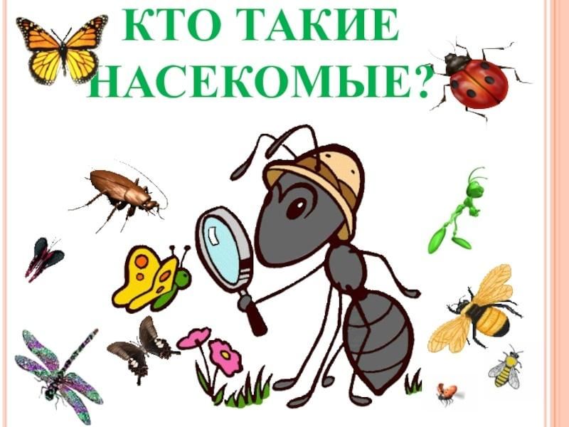 Презентация кто такие насекомые для дошкольников