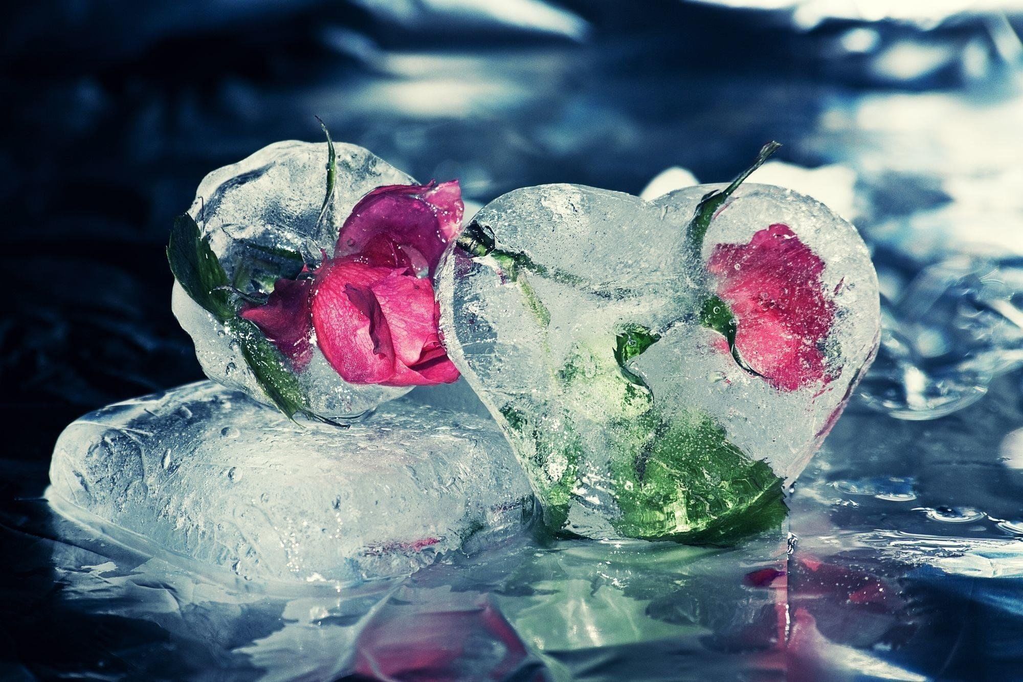 Тает льдинка. Цветы во льду. Сердце во льду. Ледяные цветы.