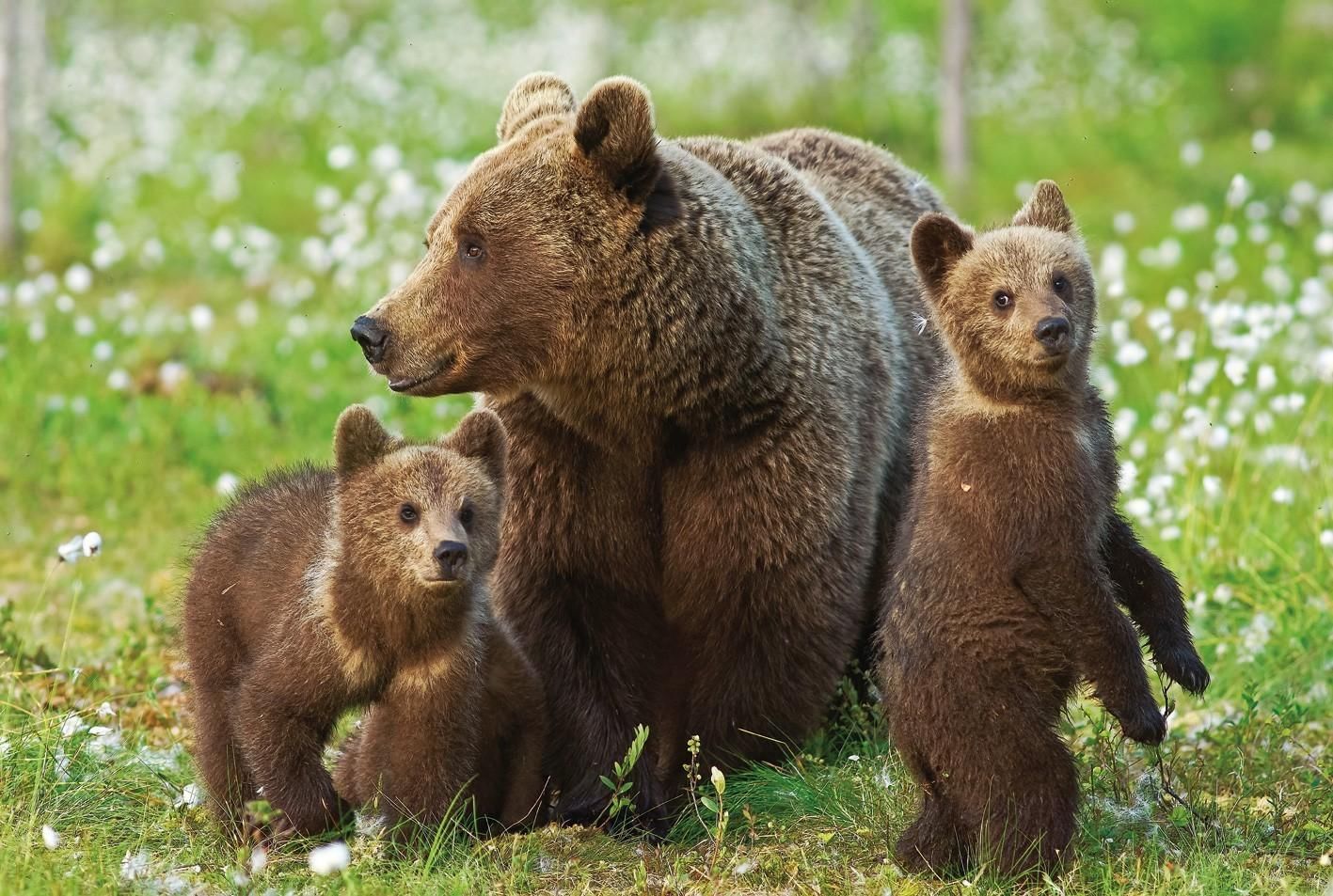 Потешный короб игровая программа