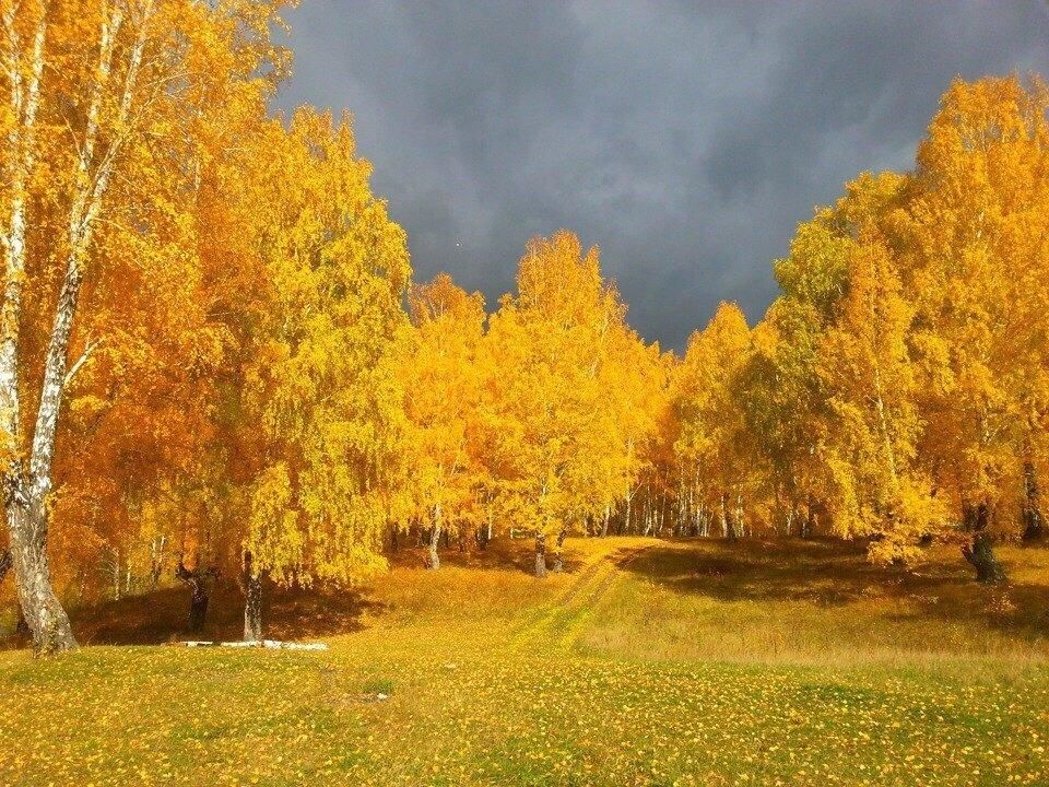 Золотая осень картинки для детей