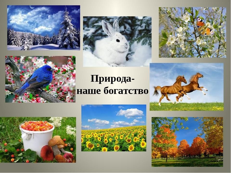 Растения и животные картинки для презентации