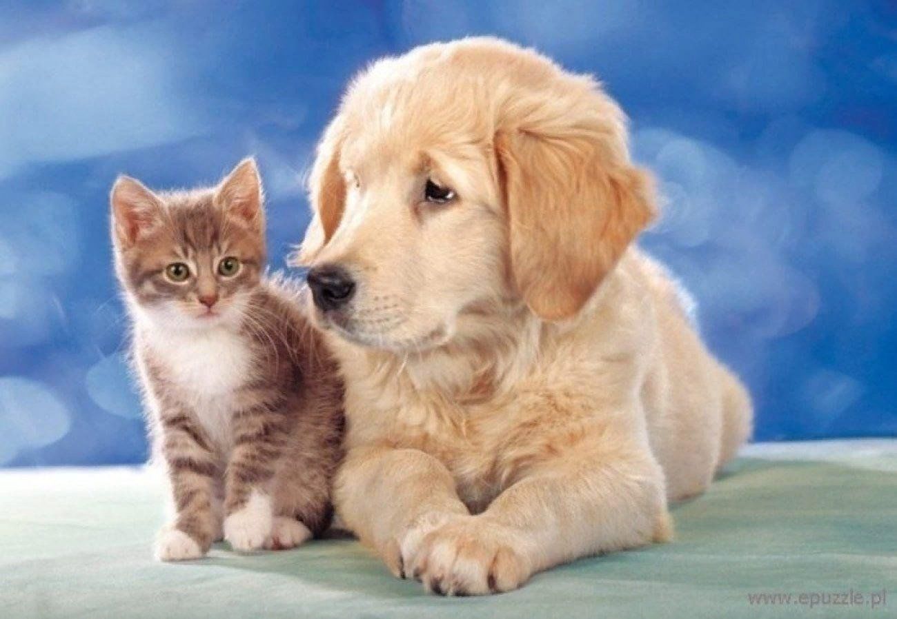 Моем кошек и собак. Домашние животные кошки и собаки. Милые собачки и кошечки. Щенок и котенок. Милые котята и щенки.