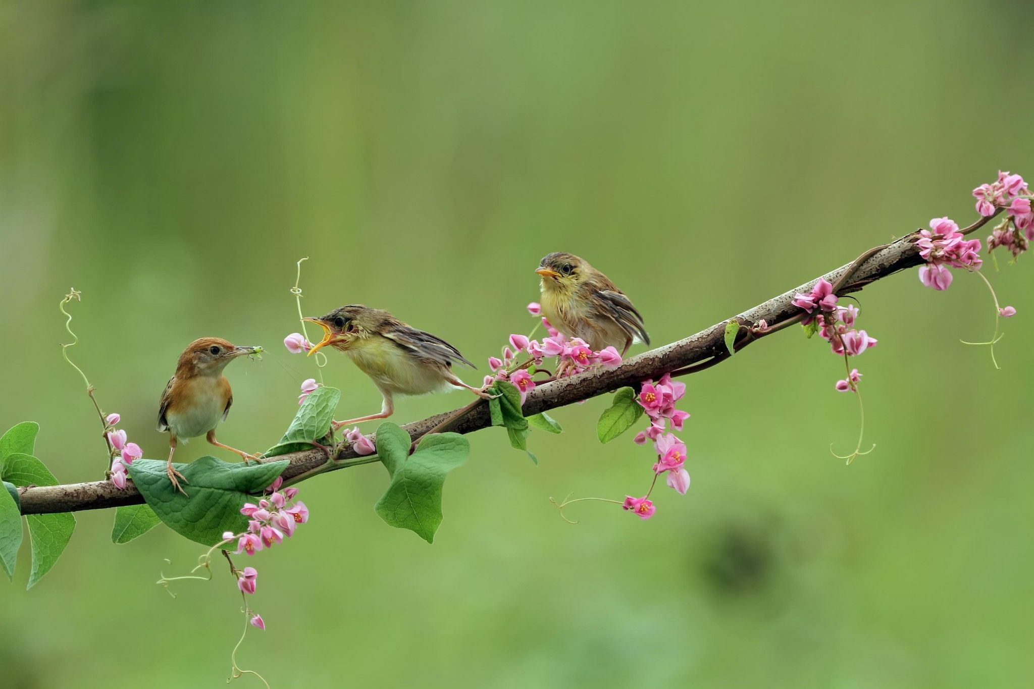 Birds waiting