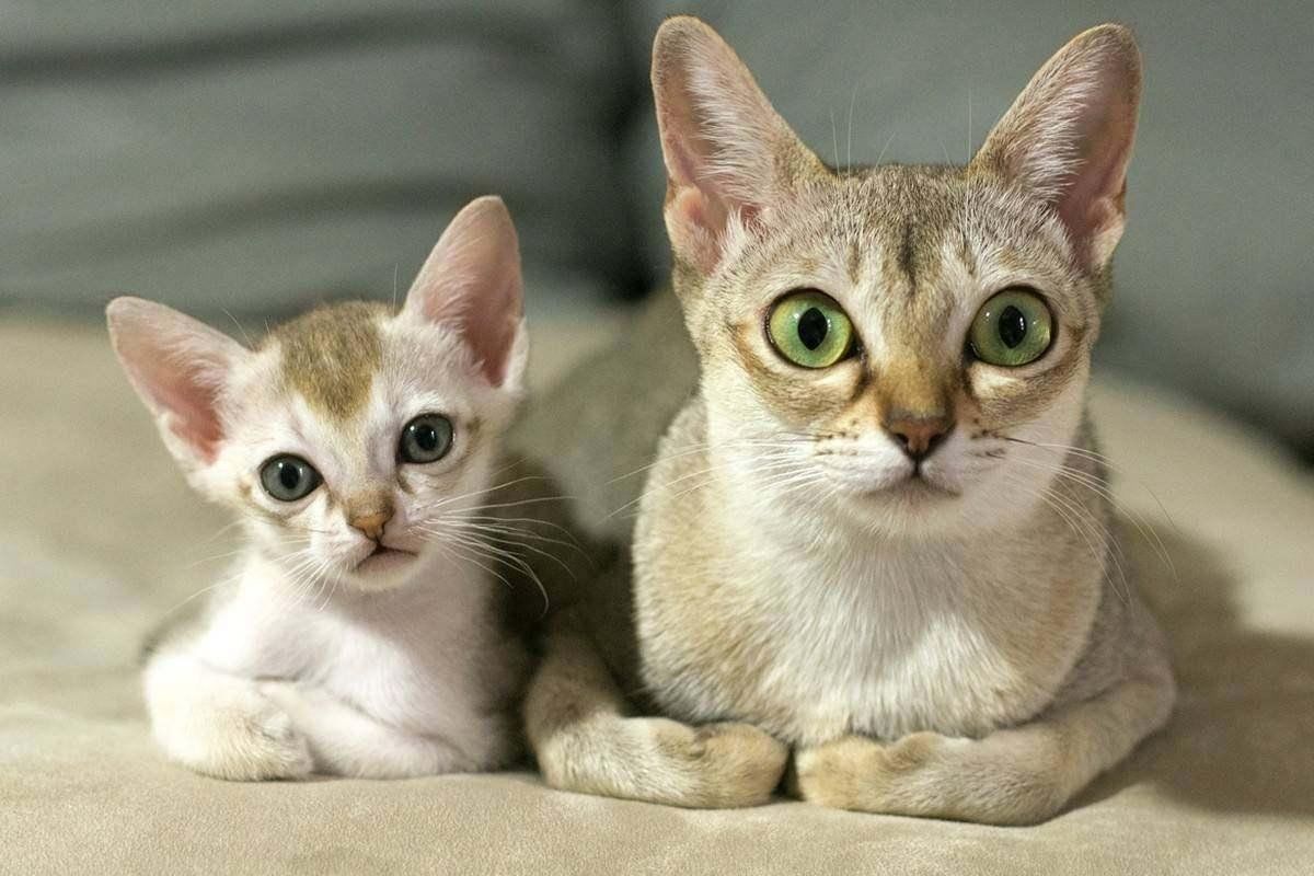 Породы котиков с фото