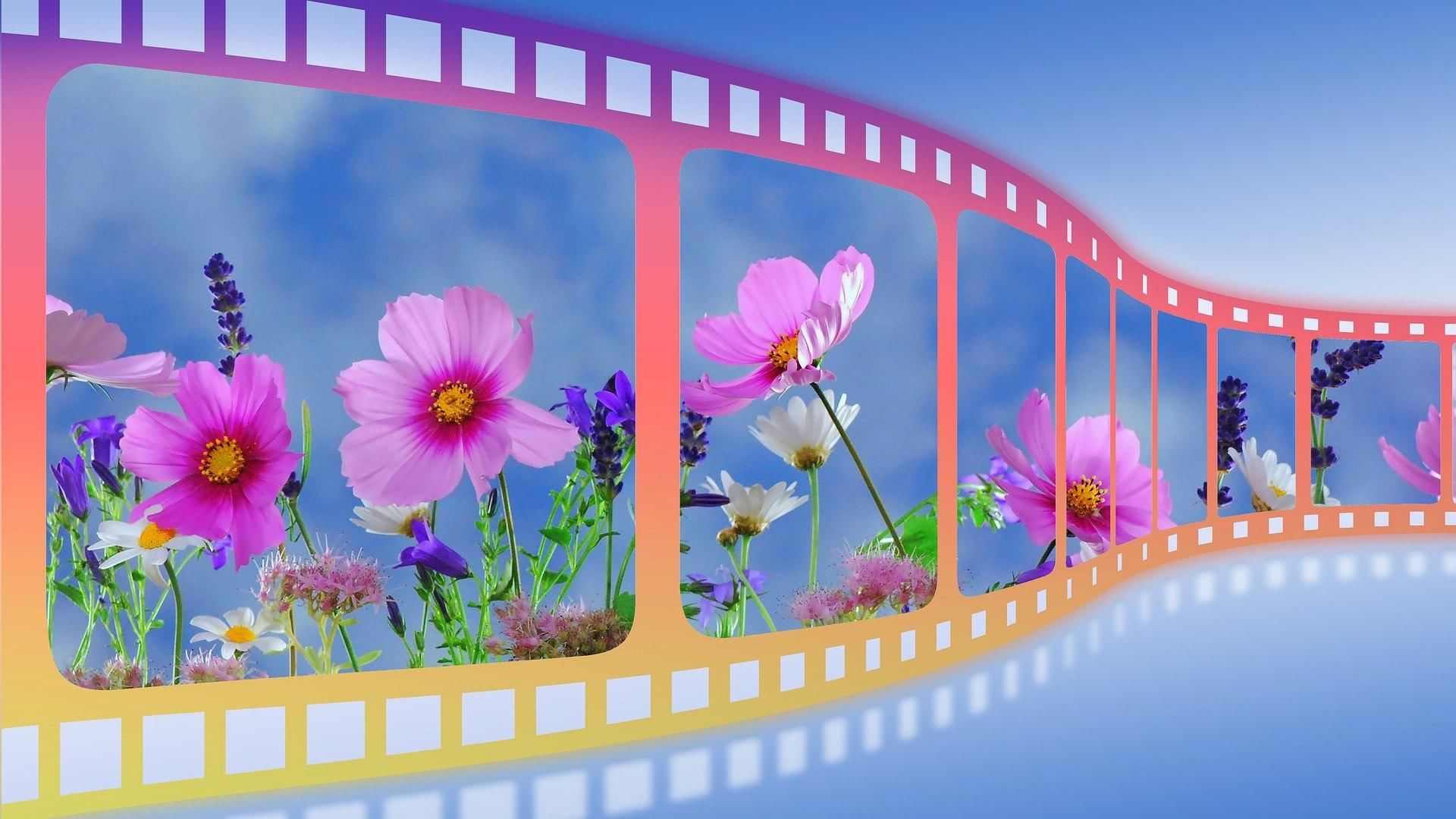 Кинопленка с цветами