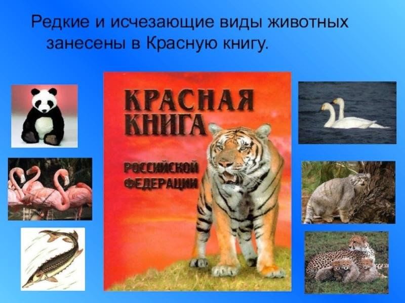 Вымирающие виды животных проект