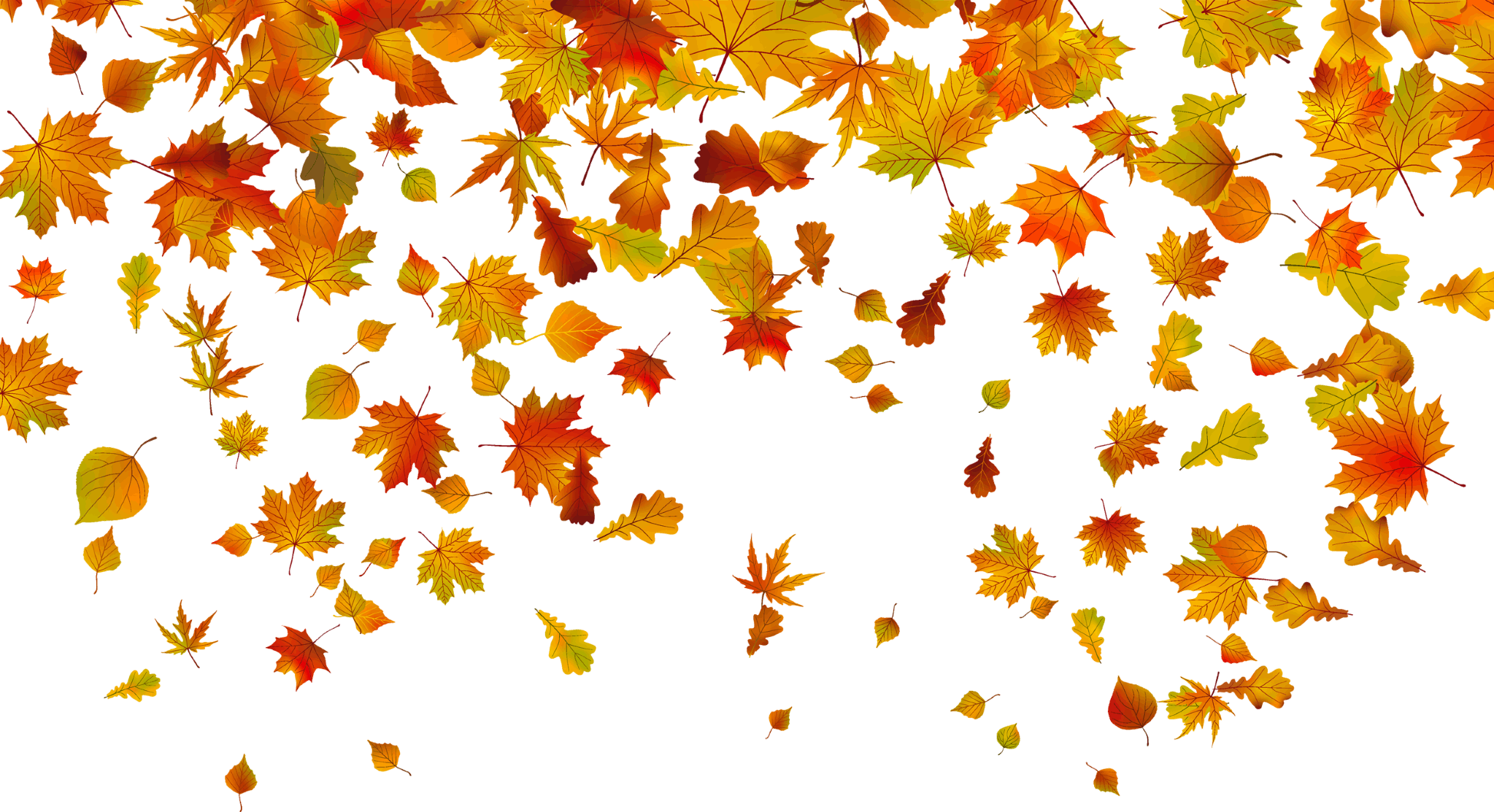 Floral Design Maple Leaf Autumn - Vector Graphics - (1667x1667) Png Clipart Down