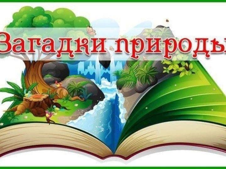 Загадки природы картинки