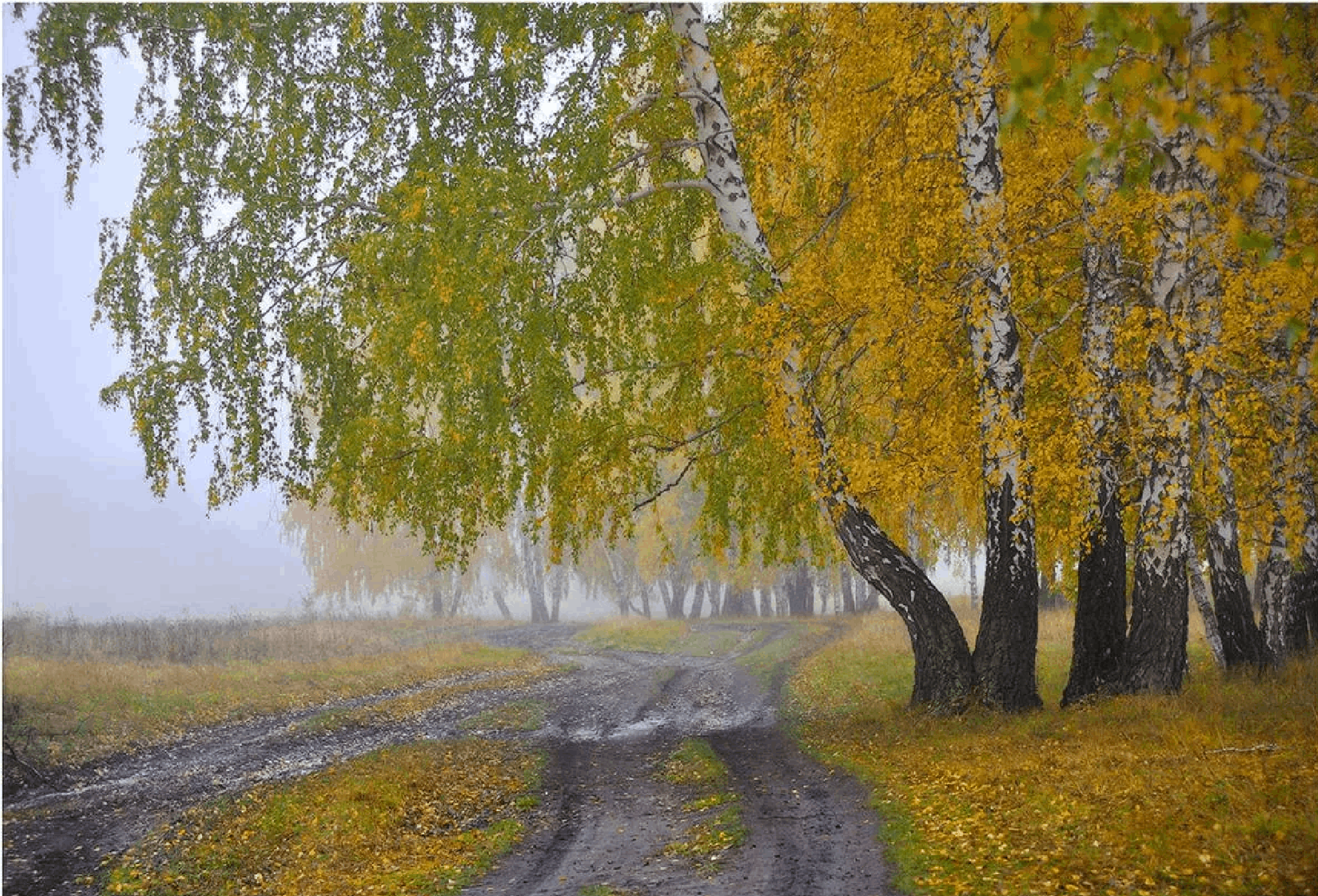 Родной край осенью. Природа Зауралья Курганская область. Зауралье край родной родной природа. Курганская область природа лето. Природа родного края Курганская область.