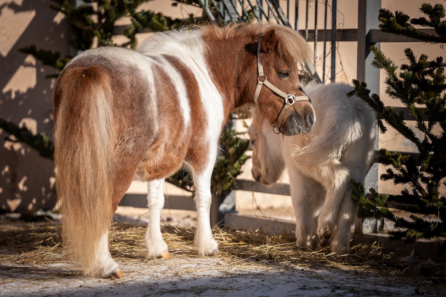 Лошадям 2020 год. Животные Сахалинского зоопарка. Конюшни на Сахалине. Кормление пони. Лошадки из травы Южно-Сахалинск.