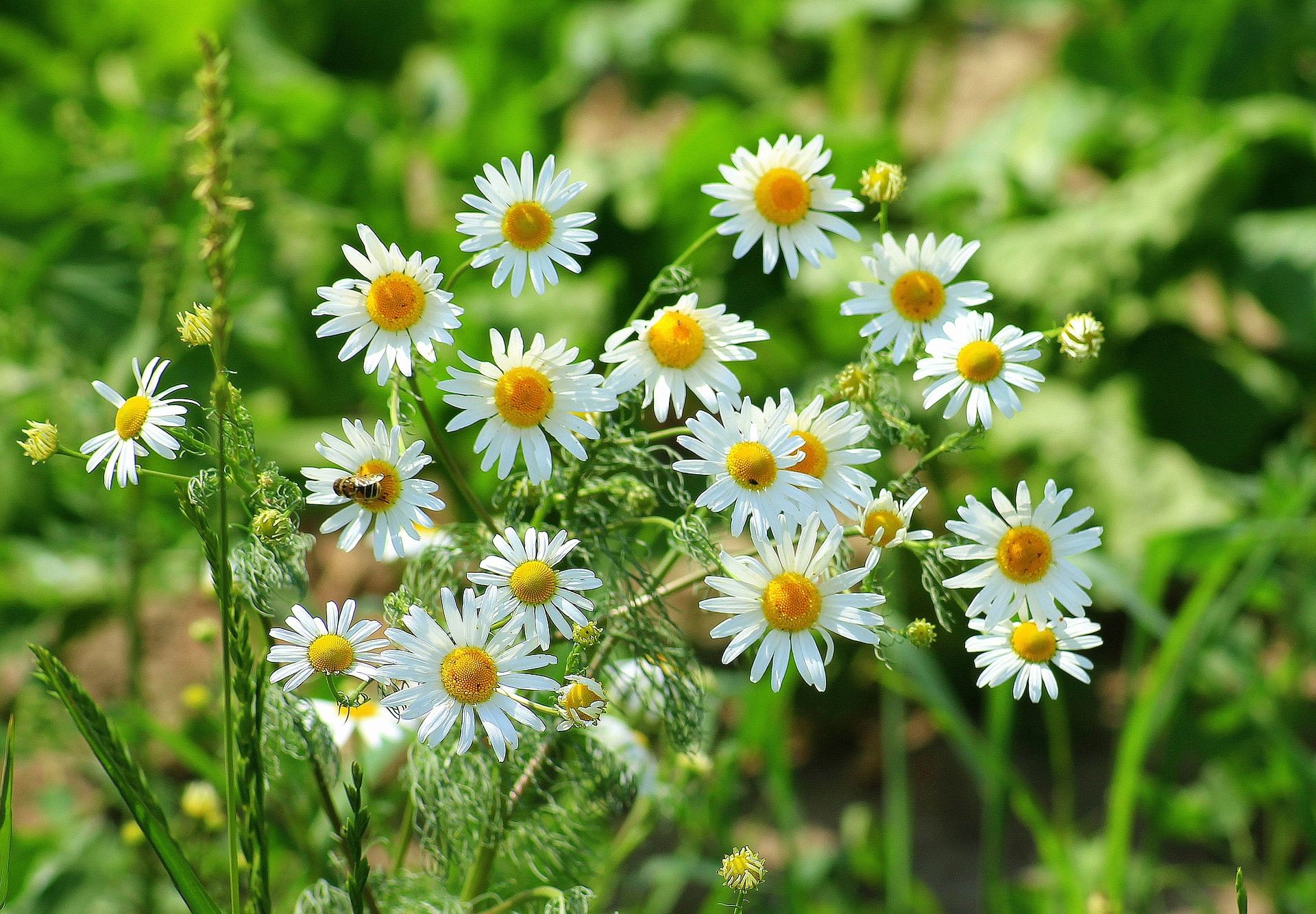 Matricaria Chamomilla