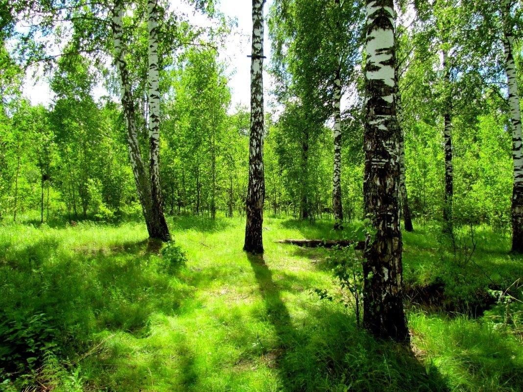 Сколько лет природе. Березовая роща опушка. Природа Лесная Поляна Берёзовая роща. Летом в лесу. Летний лес.