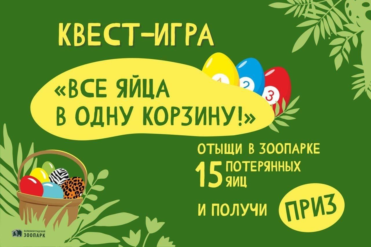 Квест-игра «Все яйца в одну корзину!» 2024, Калининград — дата и место  проведения, программа мероприятия.