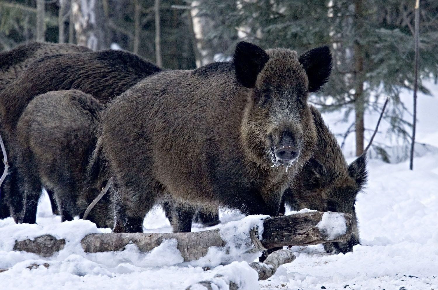 Животные россии фото с названиями