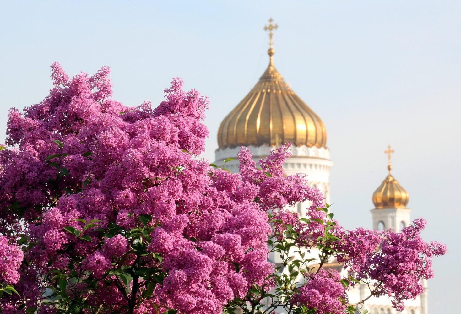 Цветущий месяц. Дивеево сирень. Храмы сирень в Москве. Сирень цветет в Москве. Смоленский собор и сирень.