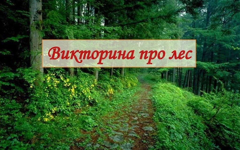 Жди лес. Викторина про лес. Лесная викторина. Викторина лес в нашей жизни. Викторина о лесе для дошкольников.