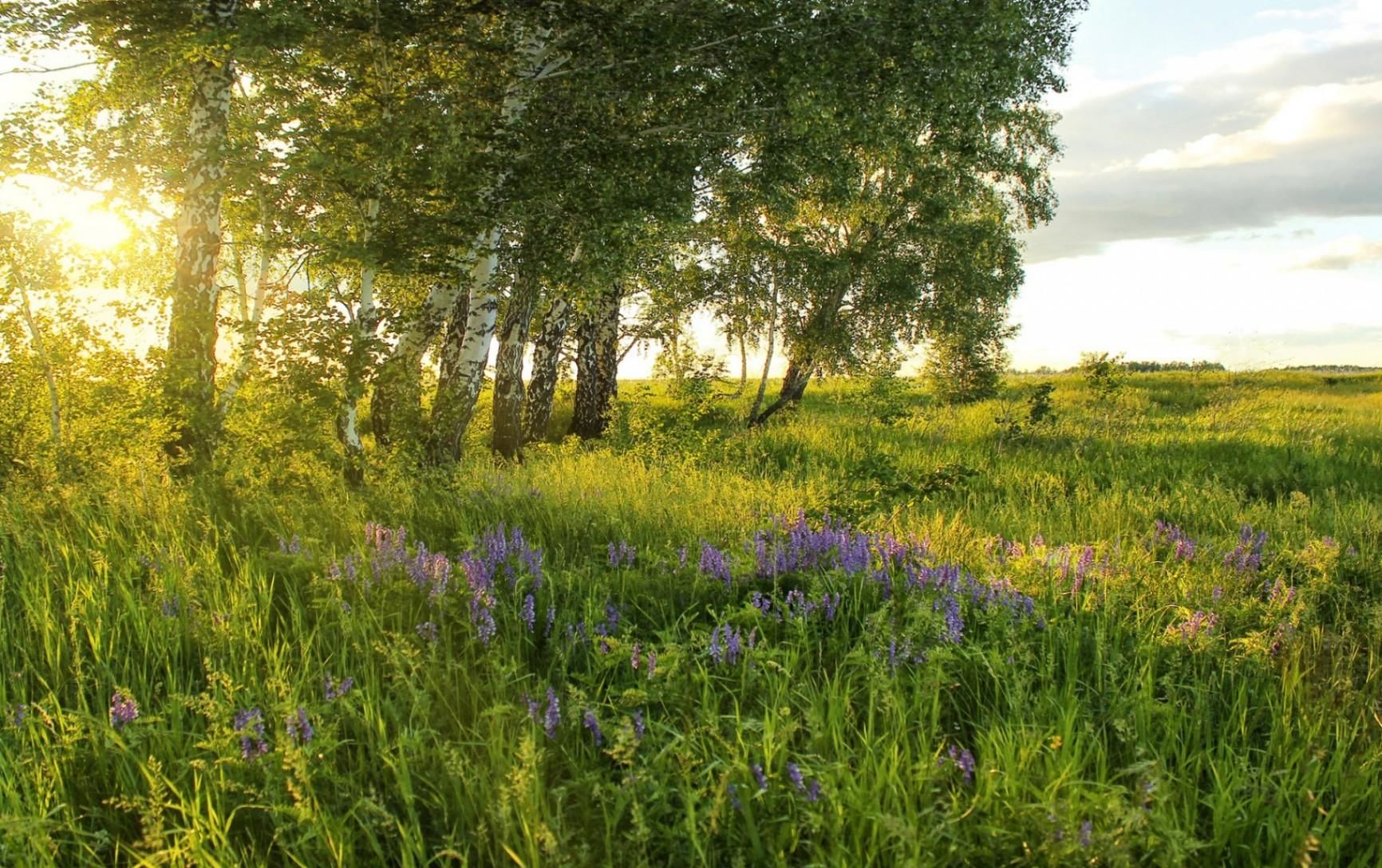 Начало лета картинки красивые