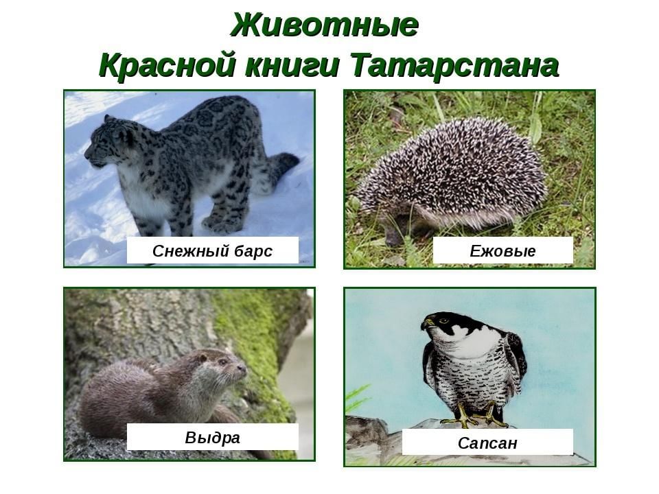 Красная книга татарстана проект
