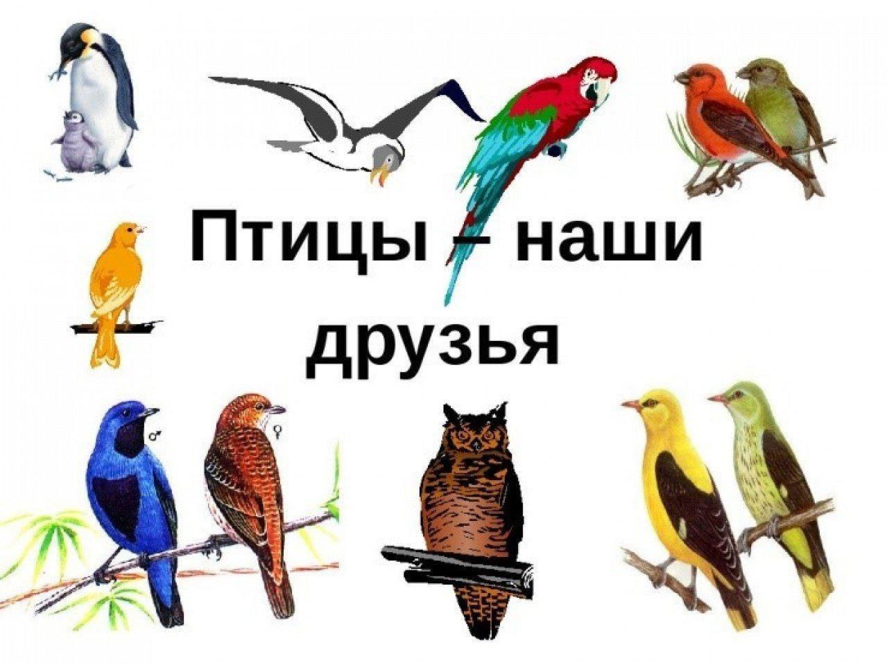 Птицы наши друзья