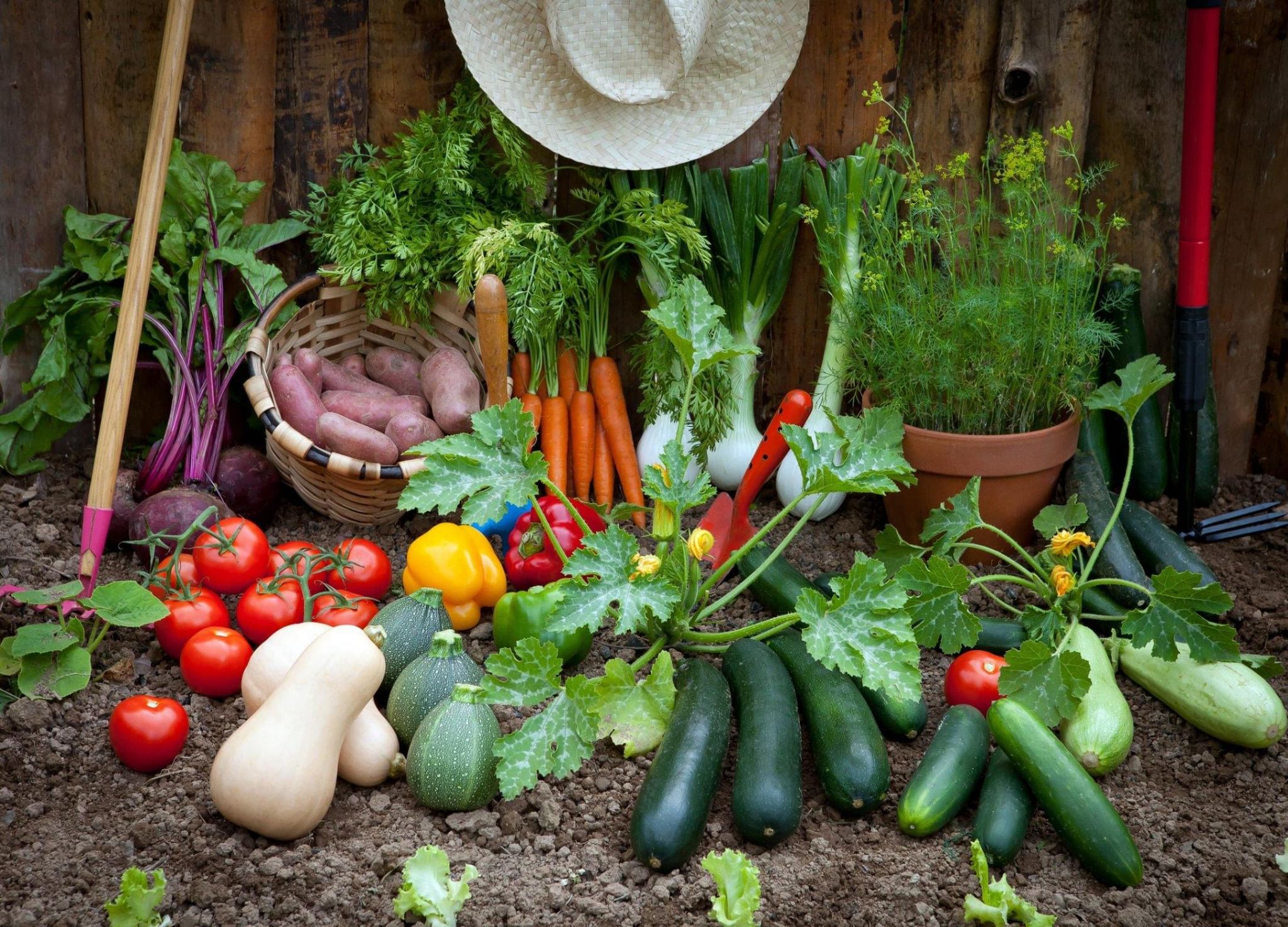 овощи с огорода фото