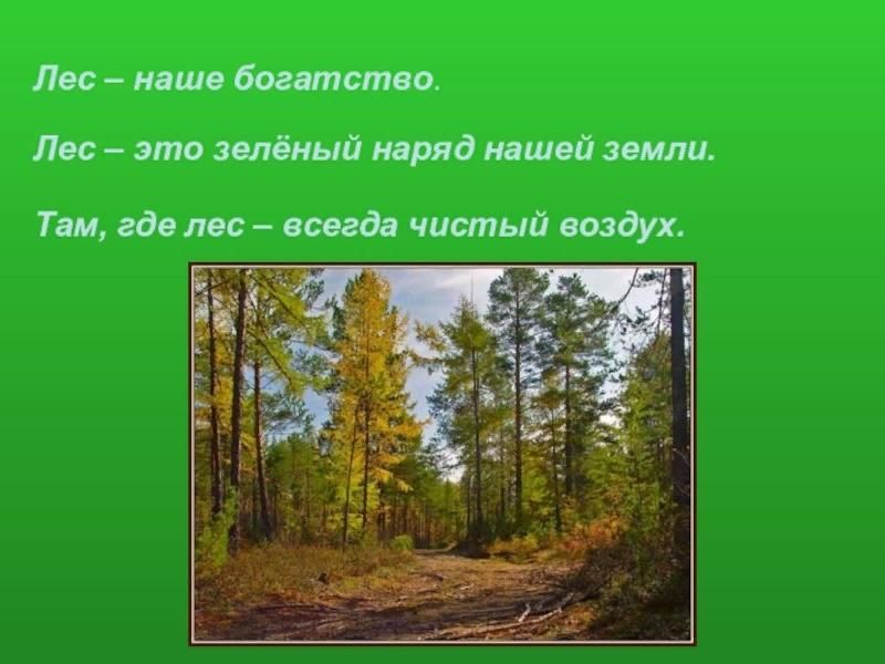 Как использовать богатство леса