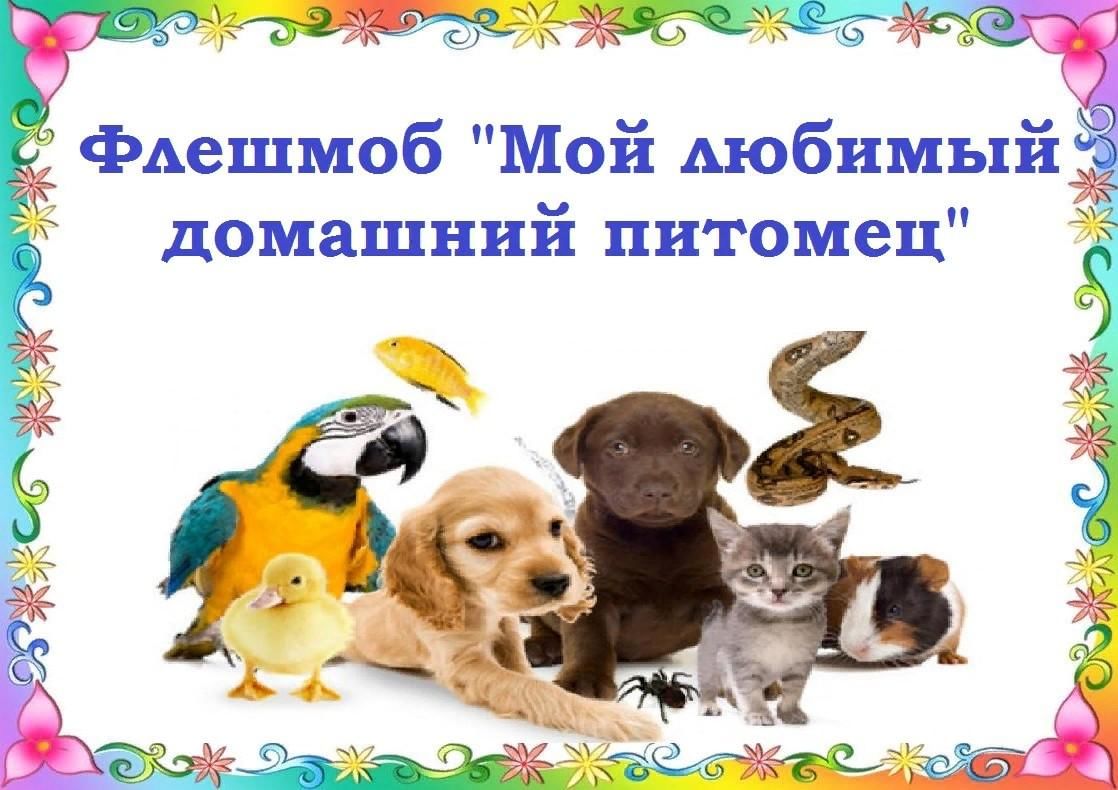 Домашние любимцы. Конкурс усы лапы хвост рисунок. Усы лапы хвост конкурс 2022. Фотоконкурс питомцев. Фотоконкурс домашние любимцы.