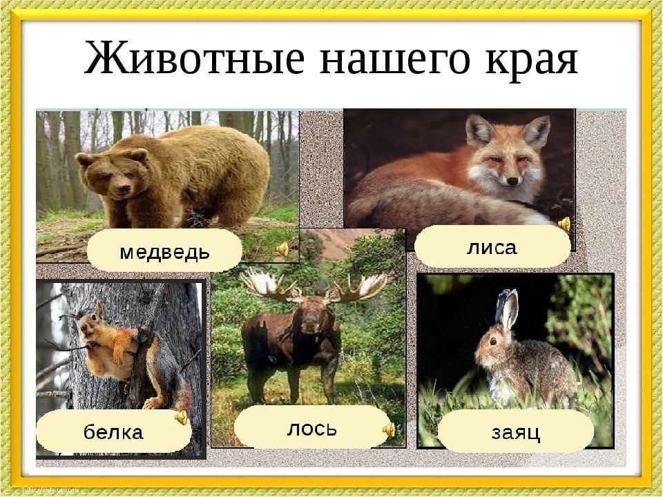 Проект животные леса