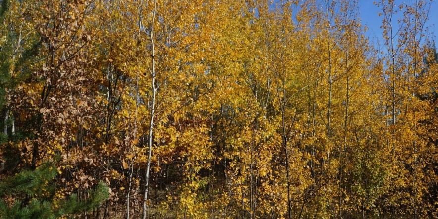 Основное изображение для события Осенний бал «Листья желтые кружатся»