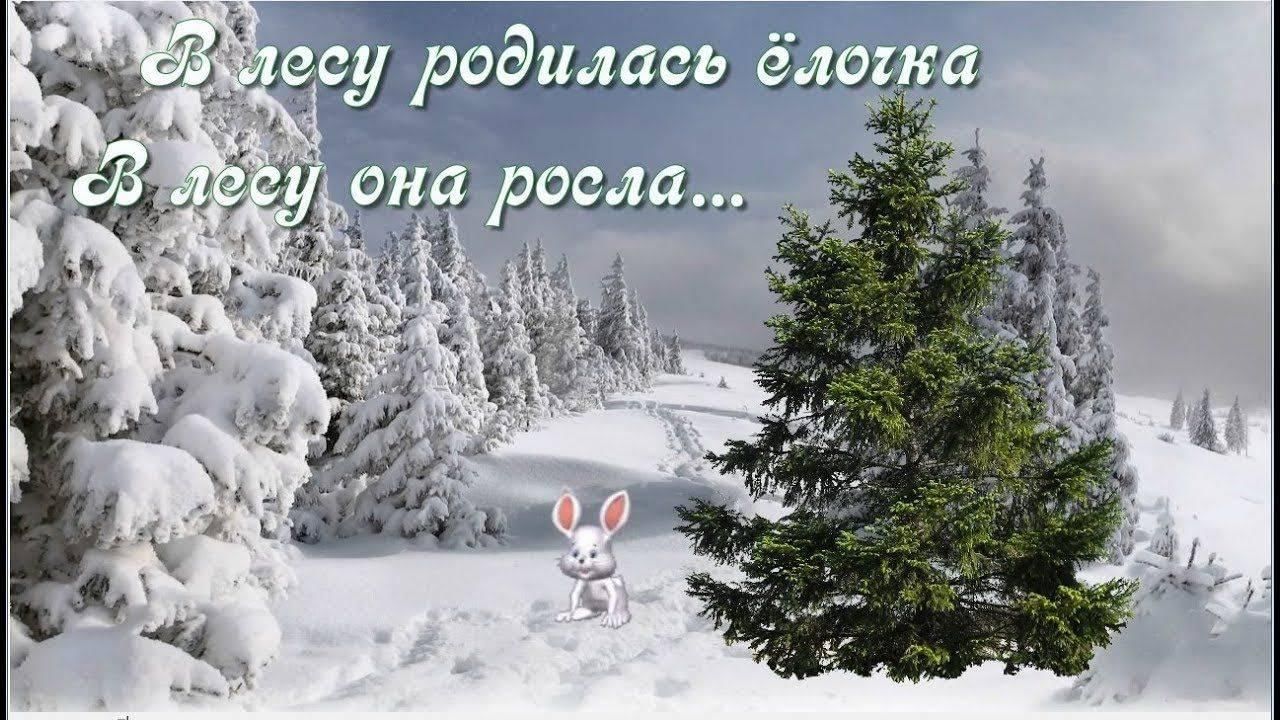 В лесу родилась лесу она росла. В лесу родилась елочка в лесу она росла. В лесу родилась елочка фото. В лесу родилась ёлочка гиф. Фото песни в лесу родилась елочка.