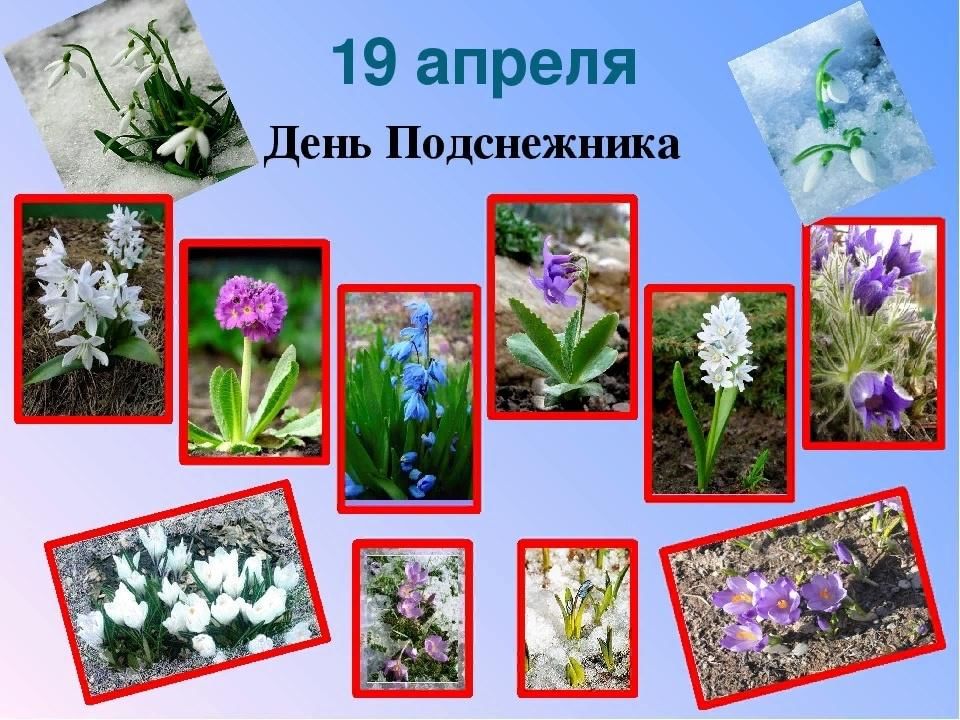 Картинки первоцветы для детей в детском саду