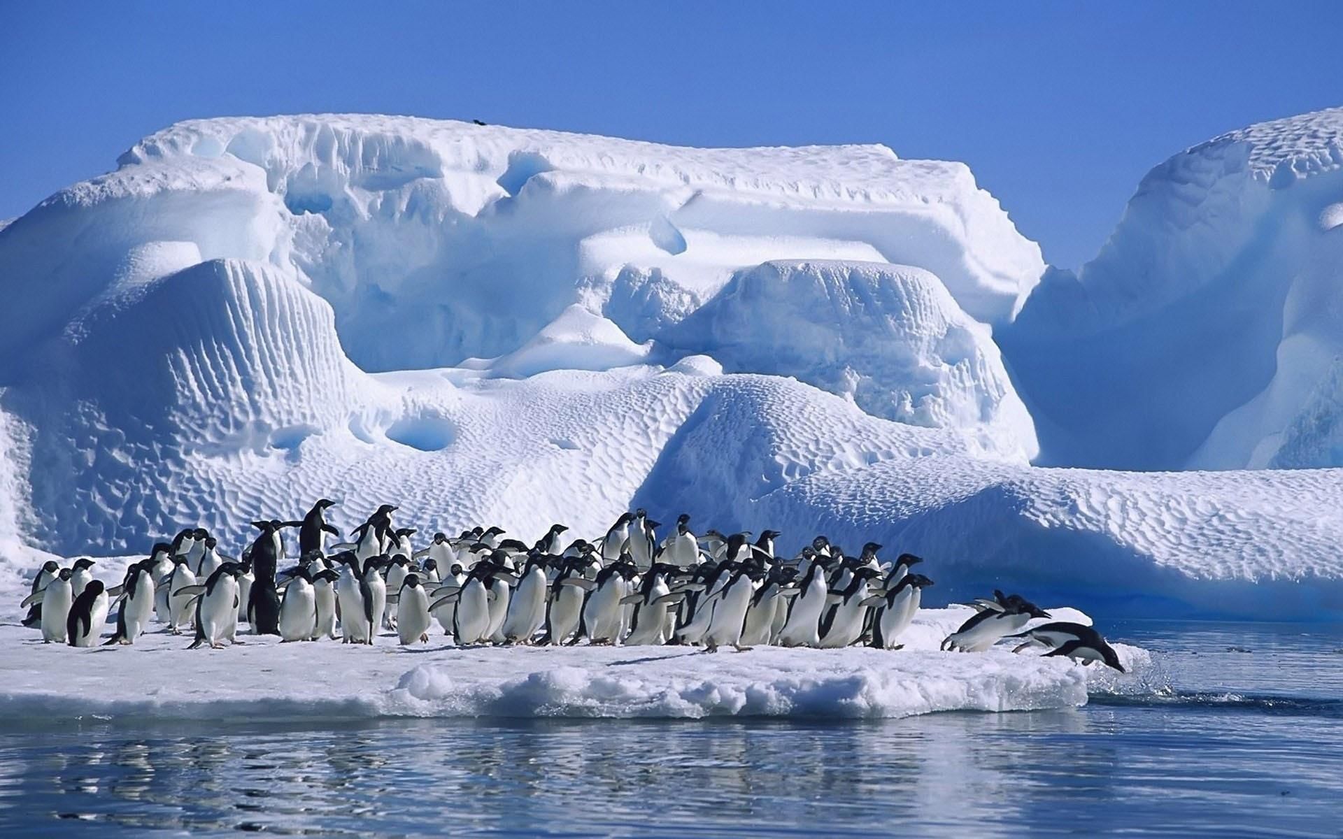 Антарктические открытия. Антарктида (материк). Арктика Южный полюс. Южный полюс Антарктида. Стая пингвинов в Антарктиде.