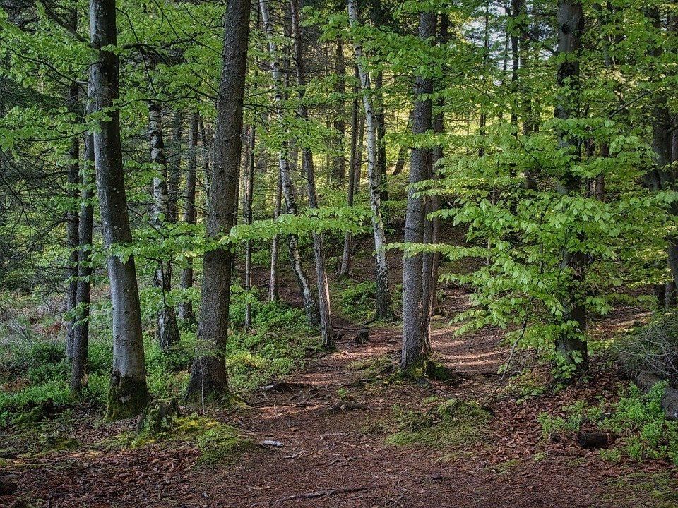 Лес полностью. Рисунки prirodi.