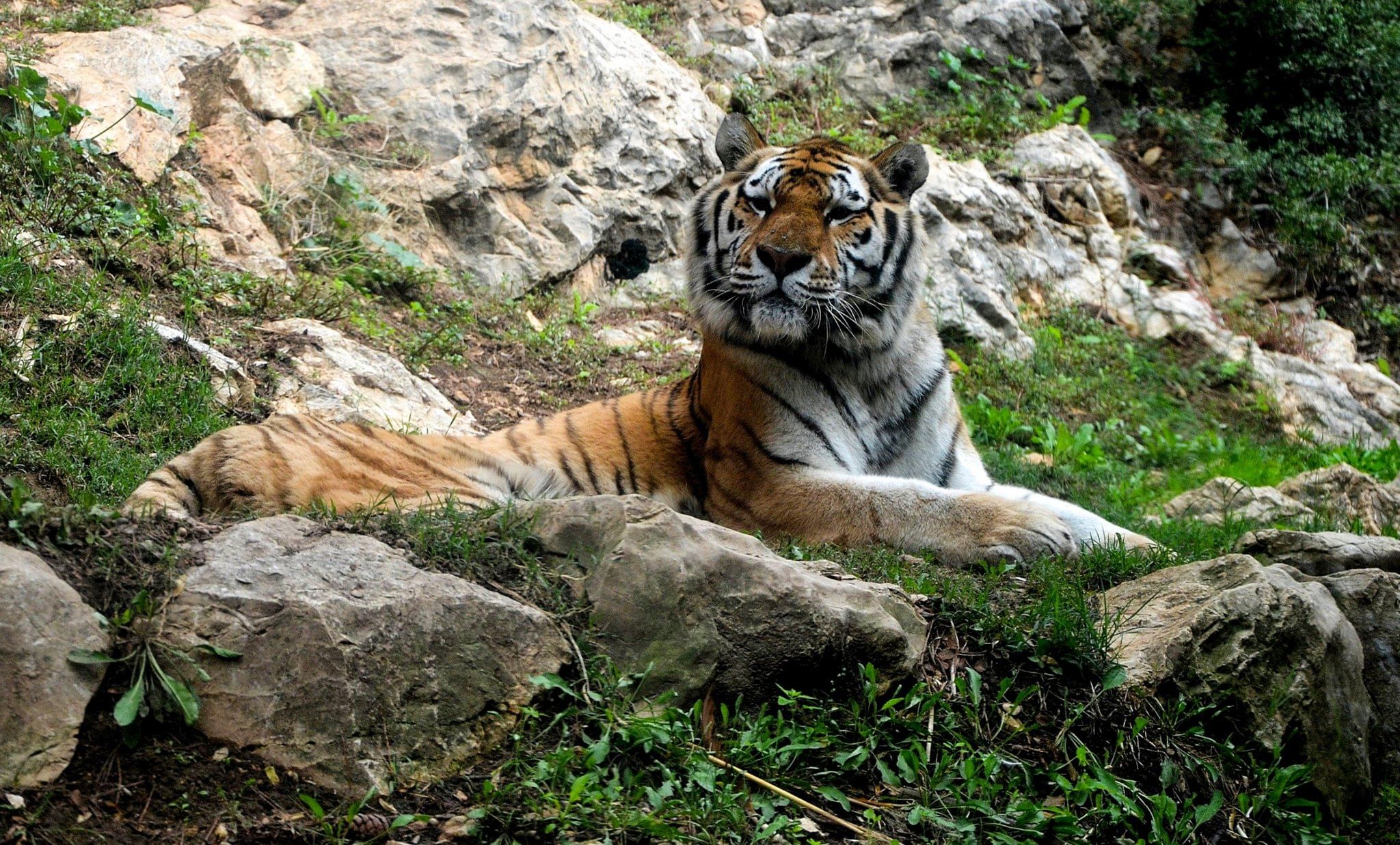 Зов тигра национальный парк Амурский тигр