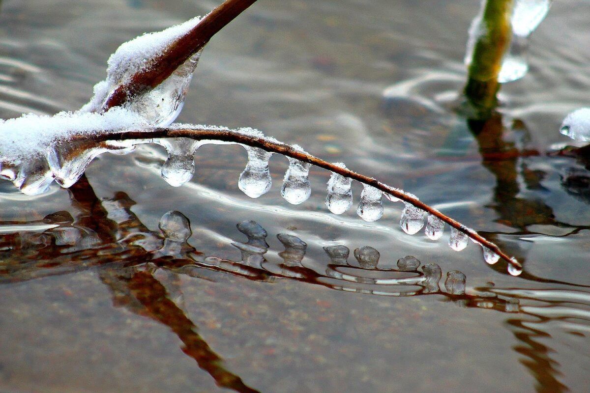 Талая вода. Птицы на льду. Птичка на льду. Талая вода картинки.