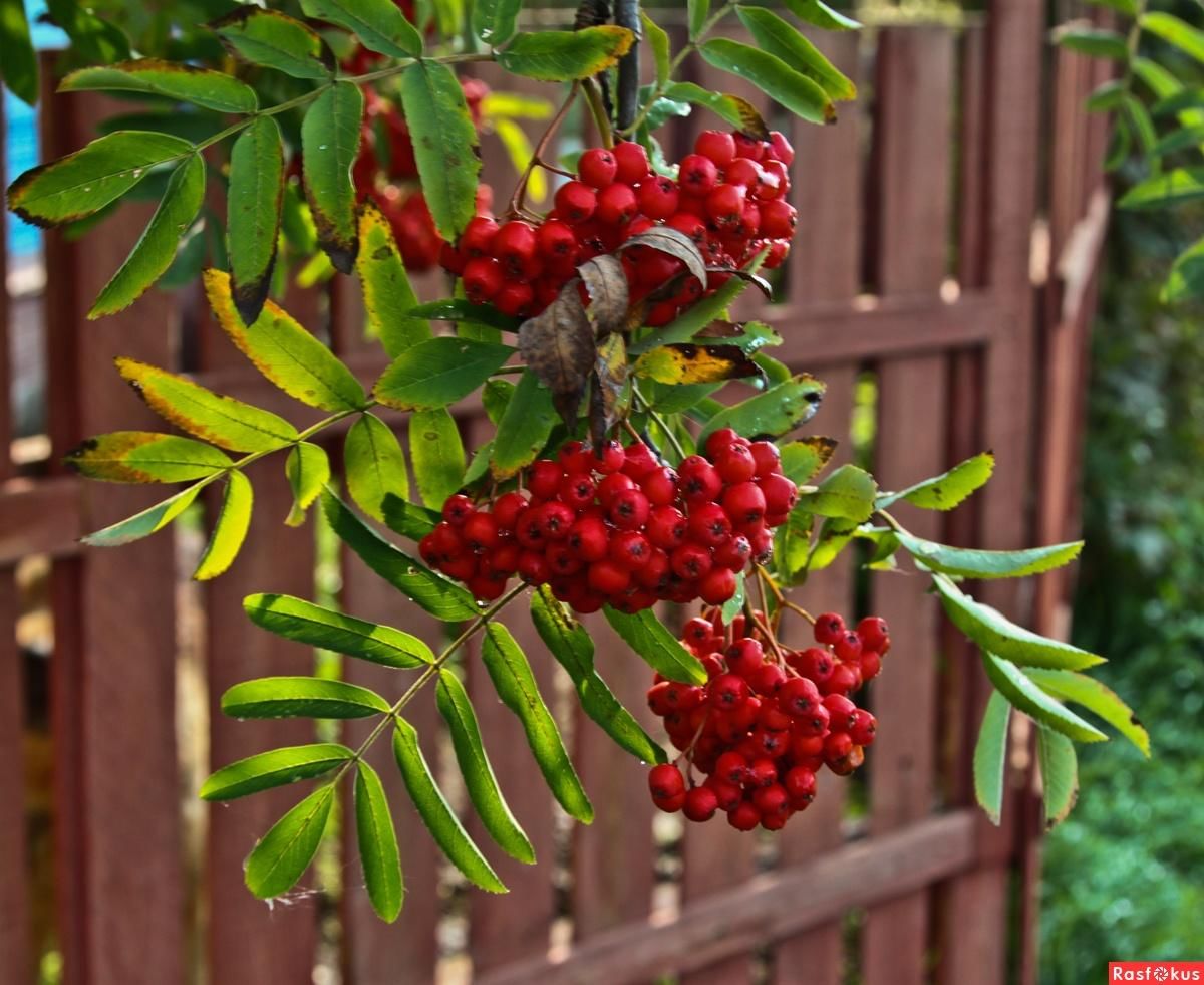 Рябина красная дерево. Рябина красная. Рябина дерево. Рябина (Sorbus). Рябина обыкновенная Эдулис edulis.