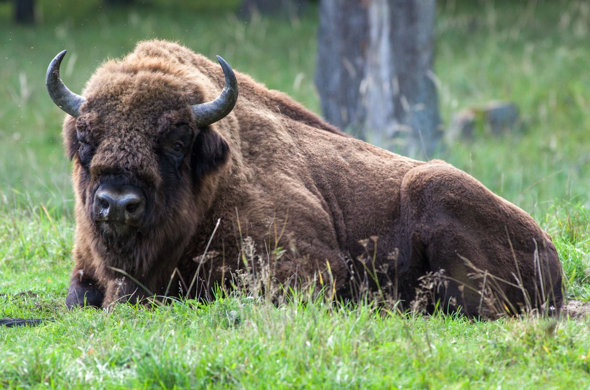 Красные зубры. ЗУБР Bison bonasus. ЗУБР (Европейский Бизон). ЗУБР парк Угра Калужская область. ЗУБР краснокнижный Приокский заповедник в России.