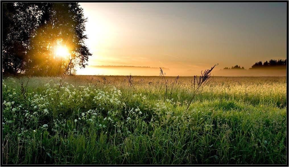 Тепло край. Рассвет. Трава Заря. Тишина в поле. Дивное летнее утро.