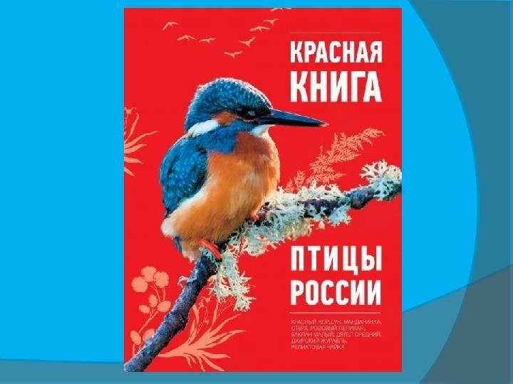 Птичка книги. Обложка красной книги птицы. Красная книга России птицы обложка. Красная книга птицы Юг России. Птицы красной книги Москвы.