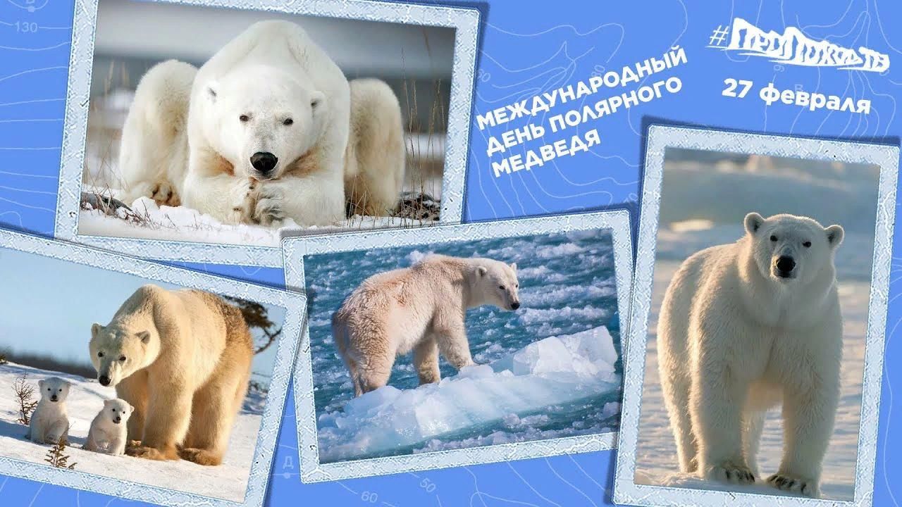 День белого медведя. 27.02 –День белого медведя. 27 Февраля 2020 день полярного медведя. День белого медведя в детском саду.