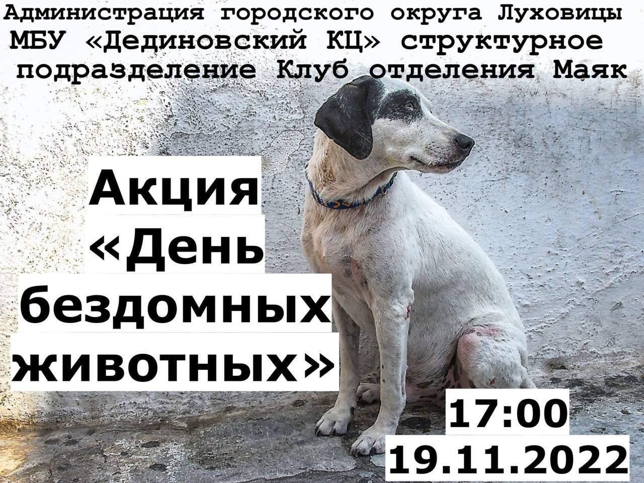 17 августа всемирный день бездомных животных. День бездомных животных 2022. Международный день бездомных животных. Всемирный день бездомных животных 2024. 22 Ноября день защиты бездомных животных?
