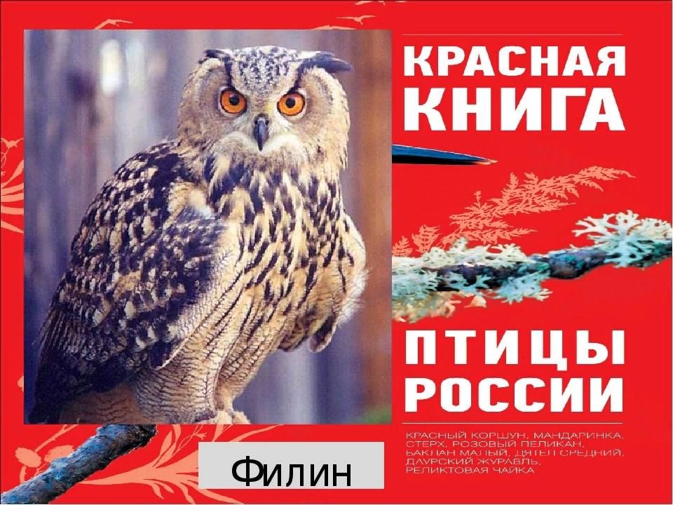 Птицы красной книги фото с названиями