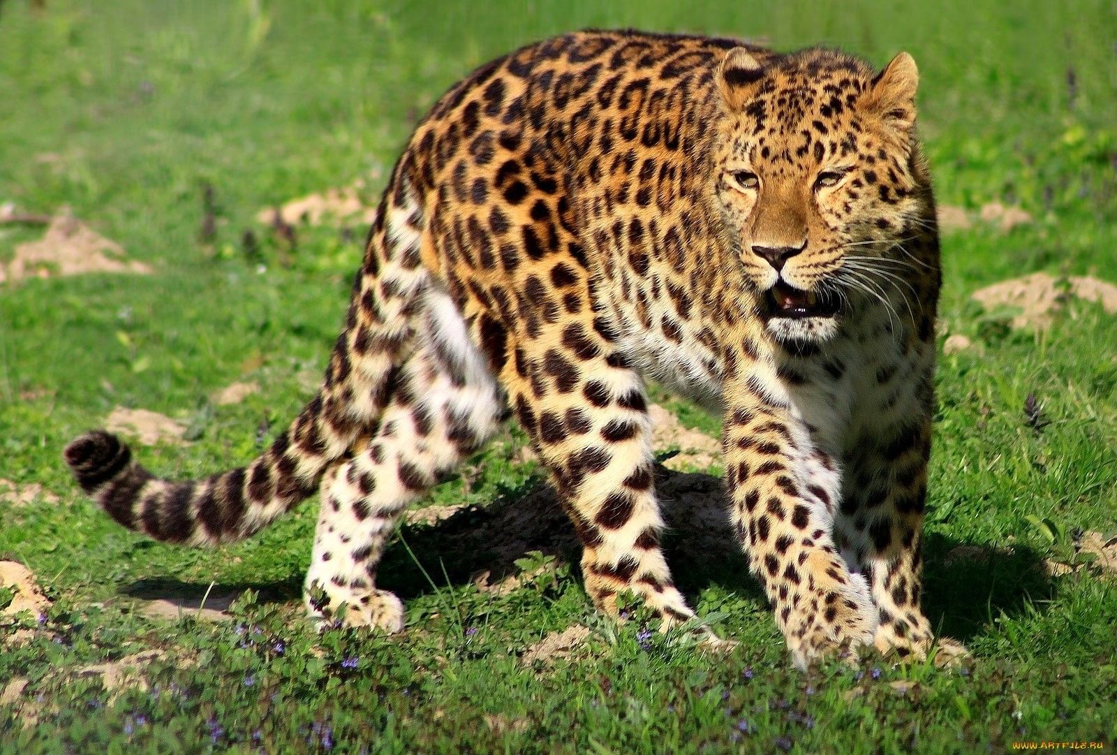Какие хищники водятся. Переднеазиатский леопард. Переднеазиатский леопард (кавказский Барс). Переднеазиатский леопард на Кавказе. Переднеазиатский леопард в Краснодарском крае.